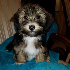 Meet your Posher, Renee